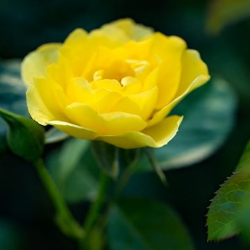 Late Bloom | thecozyapron.com