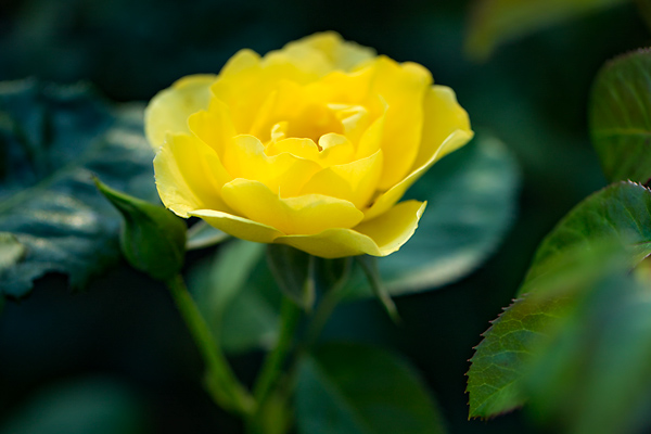From the Heart: A Late Bloom in a New Season