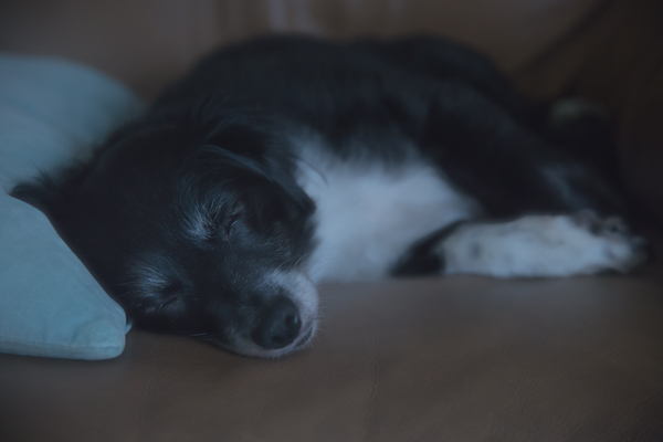 Sleeping Dog | thecozyapron.com