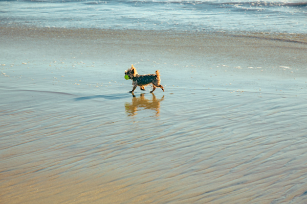 Little Dog Playing Fetch | thecozyapron.com