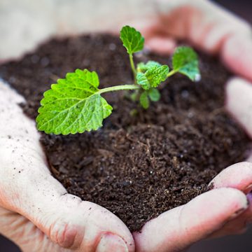 Sprouted Seed