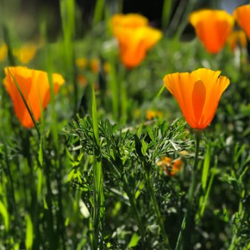 Spring Poppy | thecozyapron.com