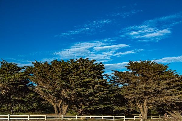 Pines, Cambria, California | thecozyapron.com
