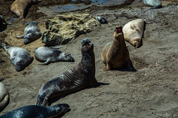 Elephant Seals, Beach, Piedras Blancas, California | thecozyapron.com