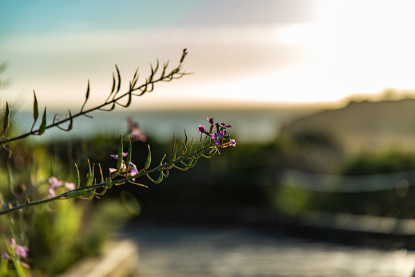 Sunset, Moonstone Beach, Cambria, California  | thecozyapron.com
